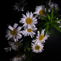 Camomila_120x120